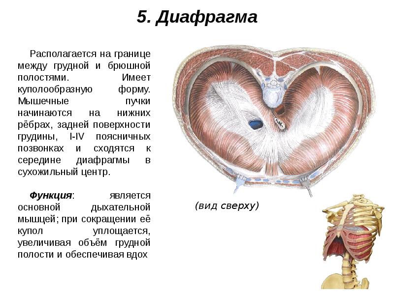 Мышцы живота и спины презентация