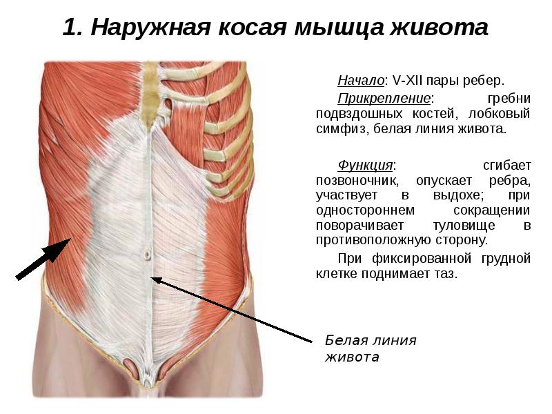 Мышцы живота и спины презентация