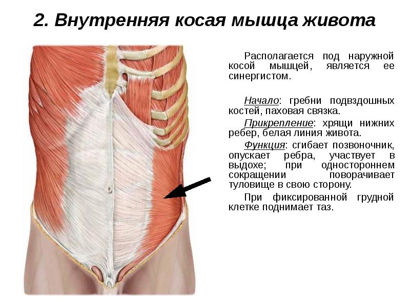 Мышцы живота и спины презентация