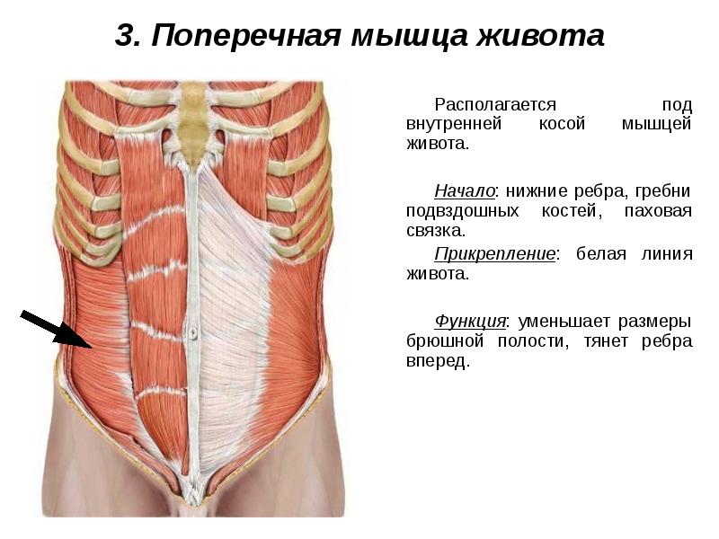 Мышцы живота и спины презентация