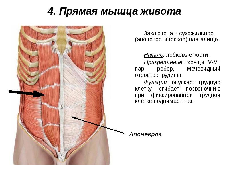 Мышцы живота и спины презентация