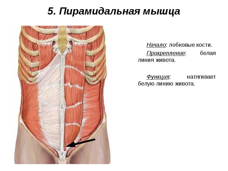 Мышцы живота и спины презентация