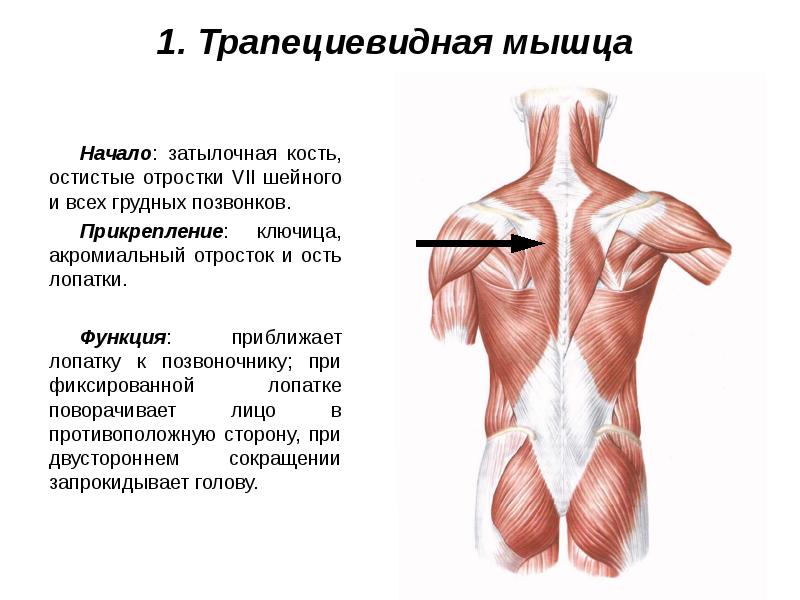 Мышцы живота и спины презентация