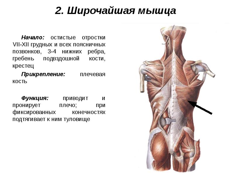 Мышцы живота и спины презентация