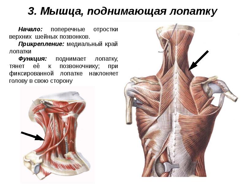 Мышцы живота и спины презентация