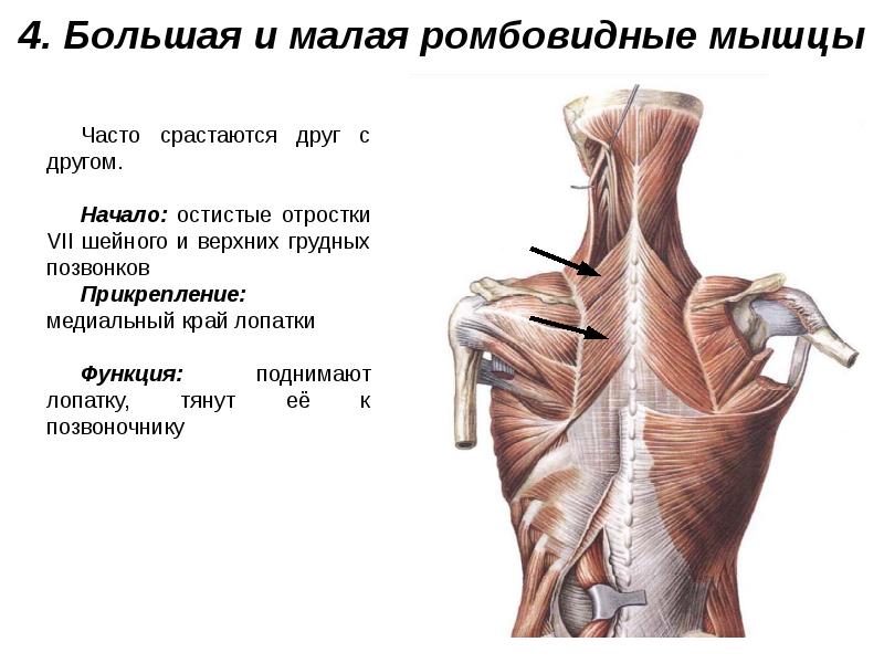 Мышцы живота и спины презентация