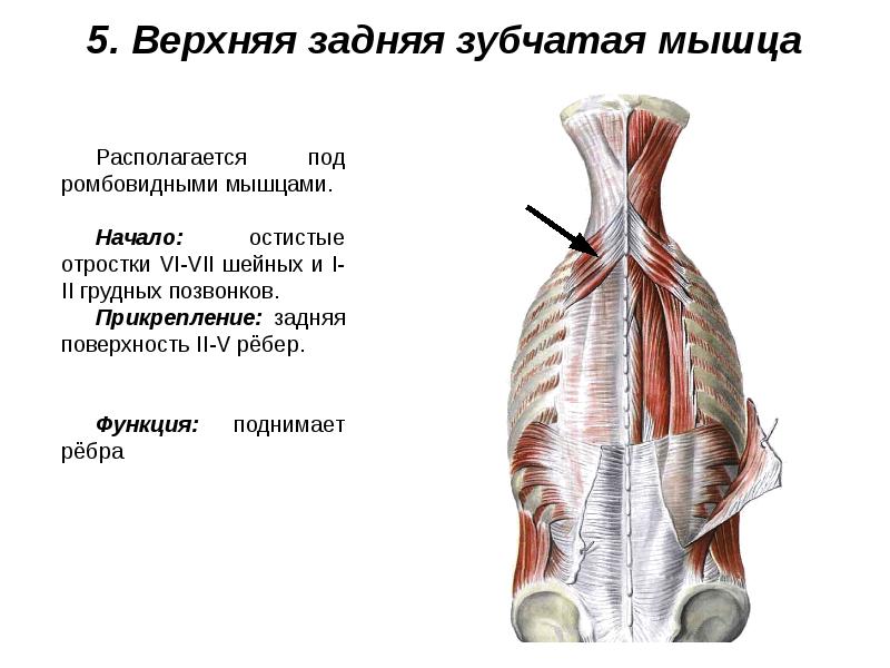 Мышцы живота и спины презентация