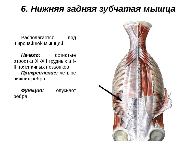 Мышцы живота и спины презентация