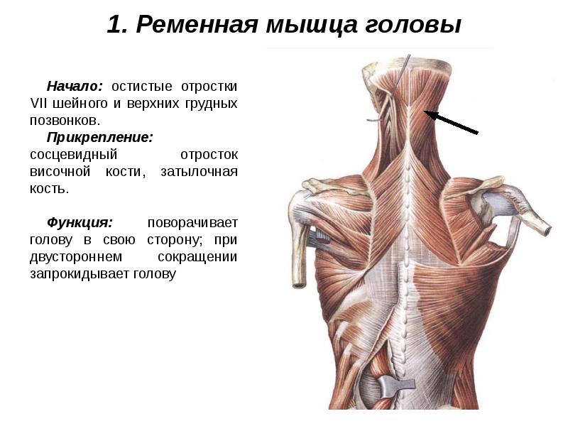 Мышцы живота и спины презентация