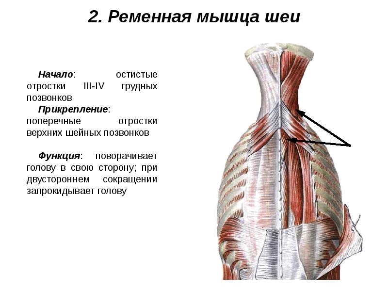 Мышцы живота и спины презентация