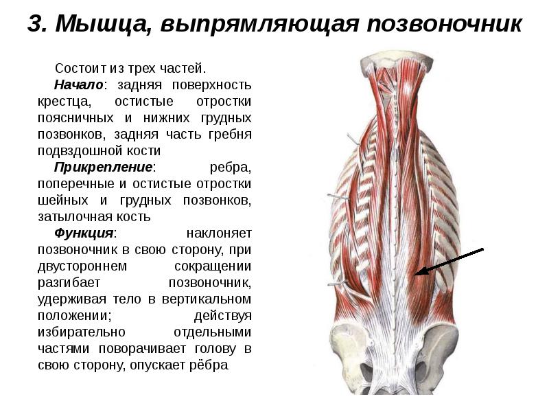 Мышцы живота и спины презентация