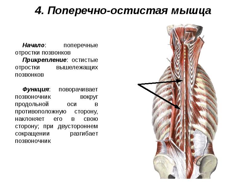 Мышцы живота и спины презентация