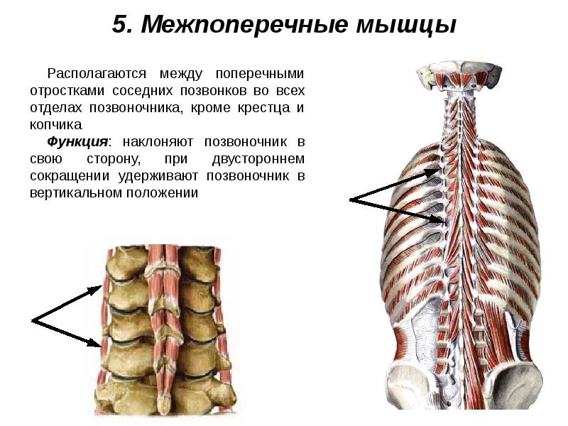 Мышцы живота и спины презентация