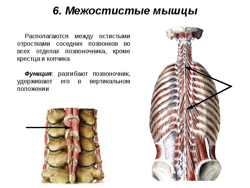 Мышцы живота и спины презентация