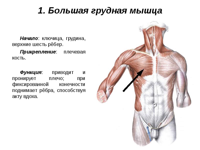 Мышцы живота и спины презентация