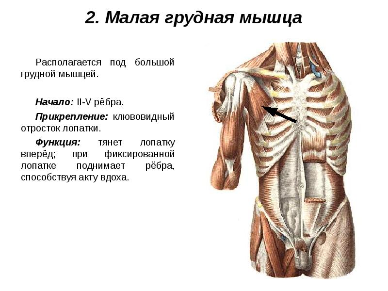 Мышцы живота и спины презентация