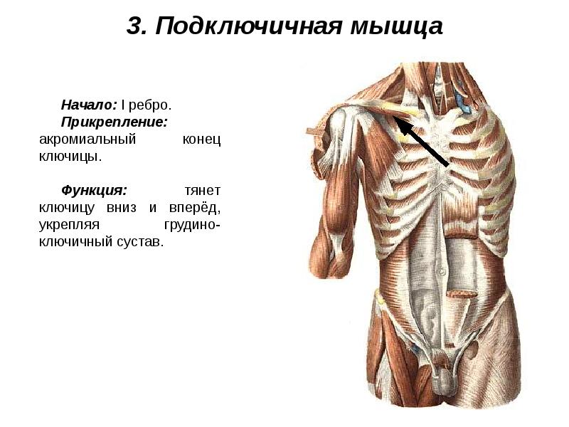 Мышцы живота и спины презентация