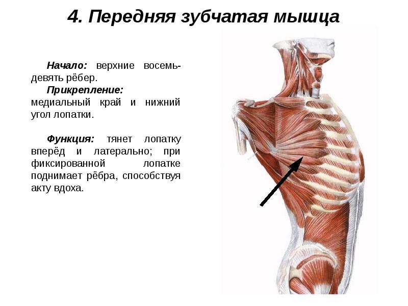 Мышцы живота и спины презентация