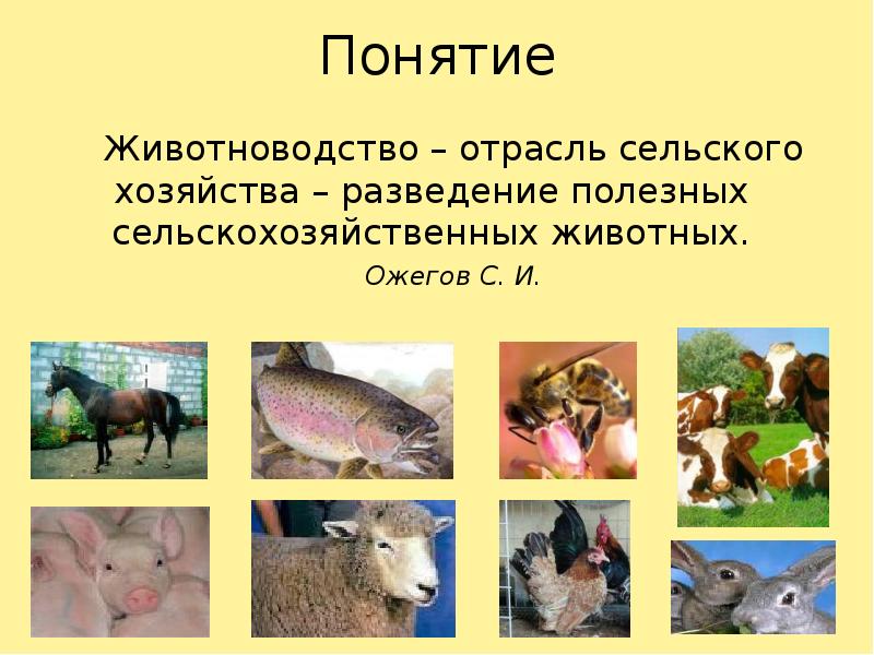 Животноводство картинки для презентации