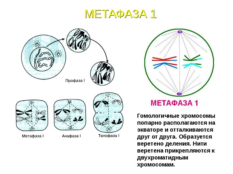 Рисунок профазы митоза