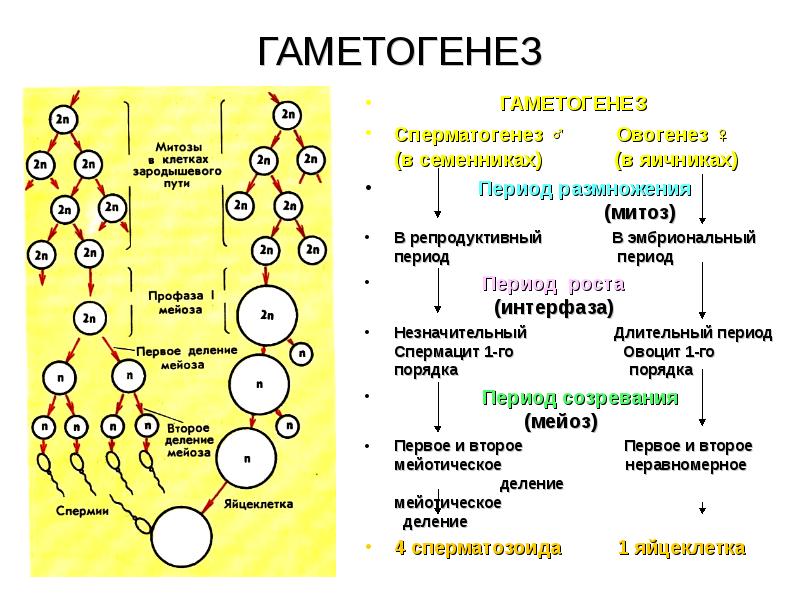 1 стадия гаметогенеза