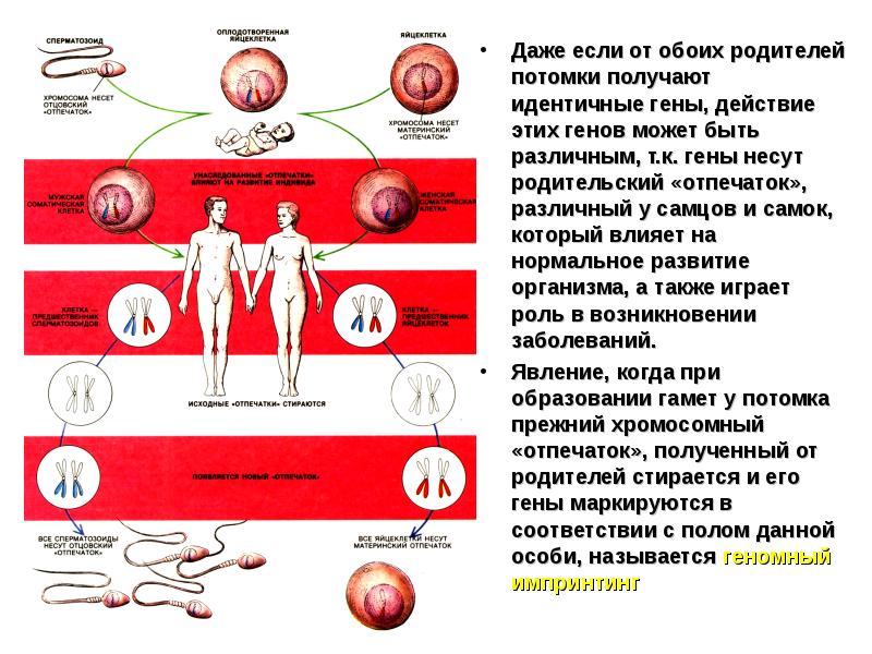 Фазы митоза и мейоза в картинках