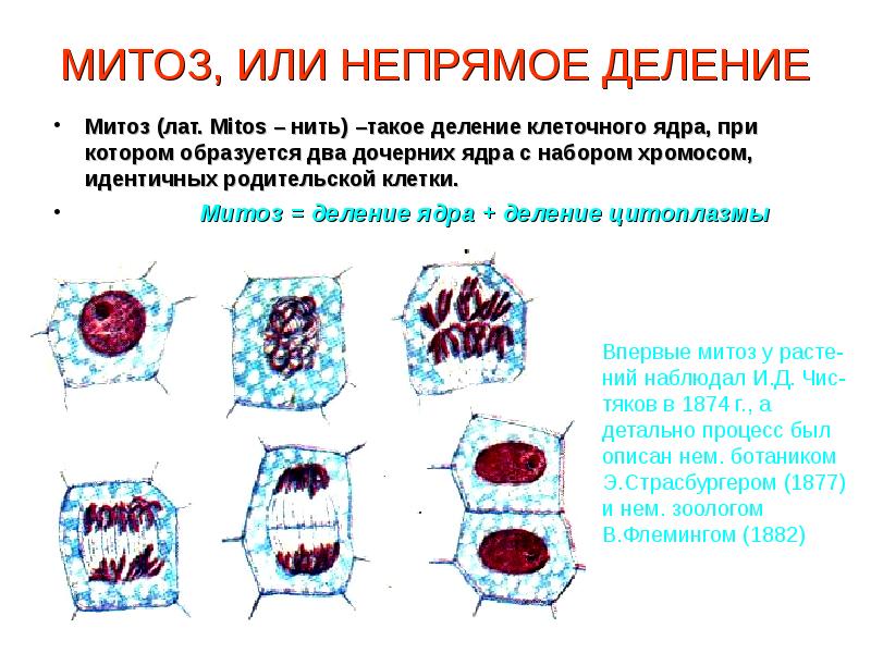 Проект на тему митоз