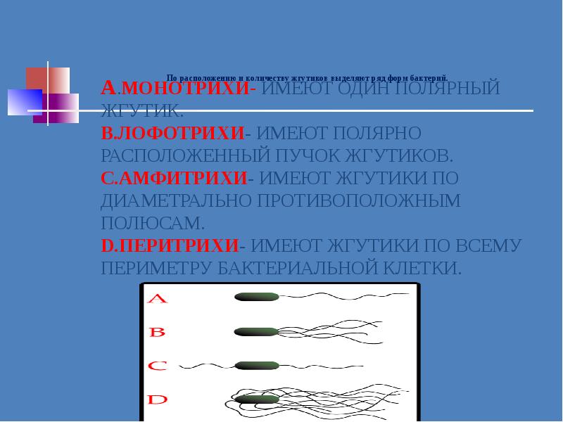 Лофотрихи бактерии. Монотрихи лофотрихи. Жгутики микроорганизмов перитрихи. Классификация бактерий жгутик по расположению жгутиков. Монотрихи амфитрихи.