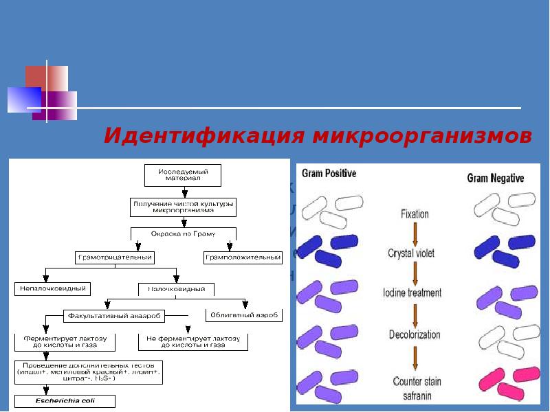 Классификация бактерий