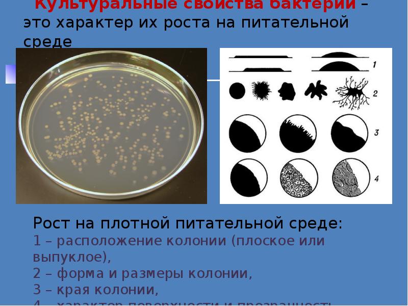 Реферат: Бактериология