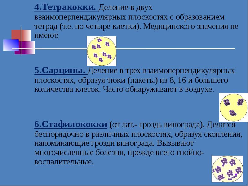 Тетракокки морфология. Тетракокки патогенность. Тетракокки вызывают заболевания. Тетракокки представители.