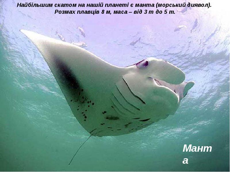 Морской Дьявол Рыба Фото