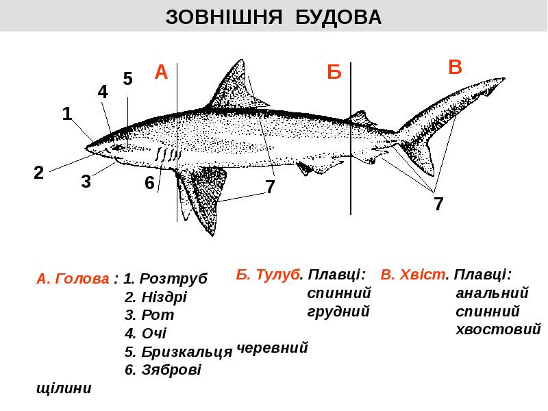 Hryashovi Ribi Prezentaciya Doklad Proekt