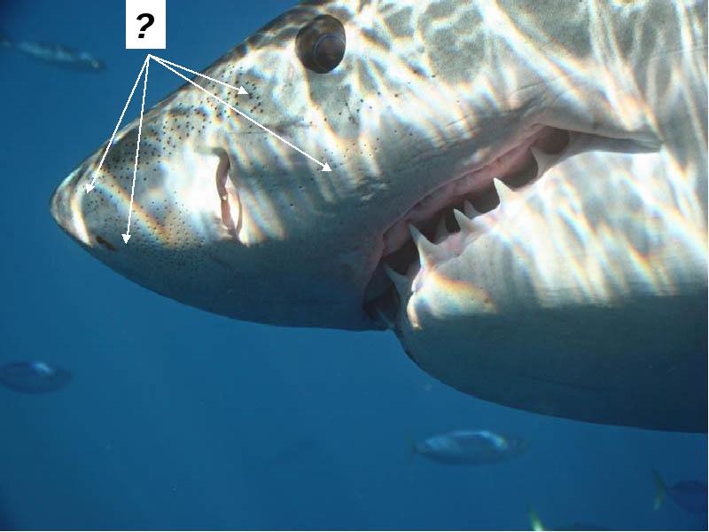 Самая сильная челюсть. Большая белая акула. Самая большая хищная акула. Самая редкая акула в мире.