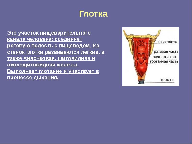 Глотка это. Железы глотки и пищевода. Глотка пищеварительные железы. Ротовая полость глотка пищевод таблица.