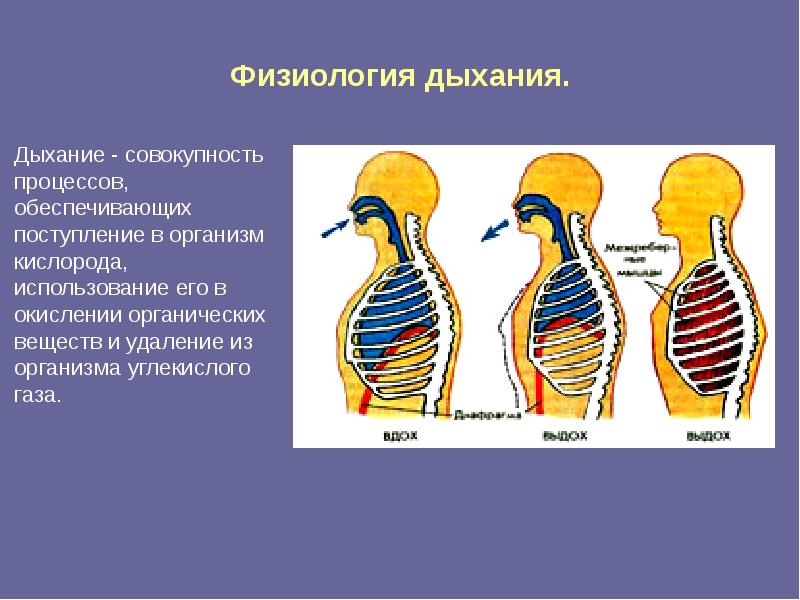 Физиология дыхательной системы презентация