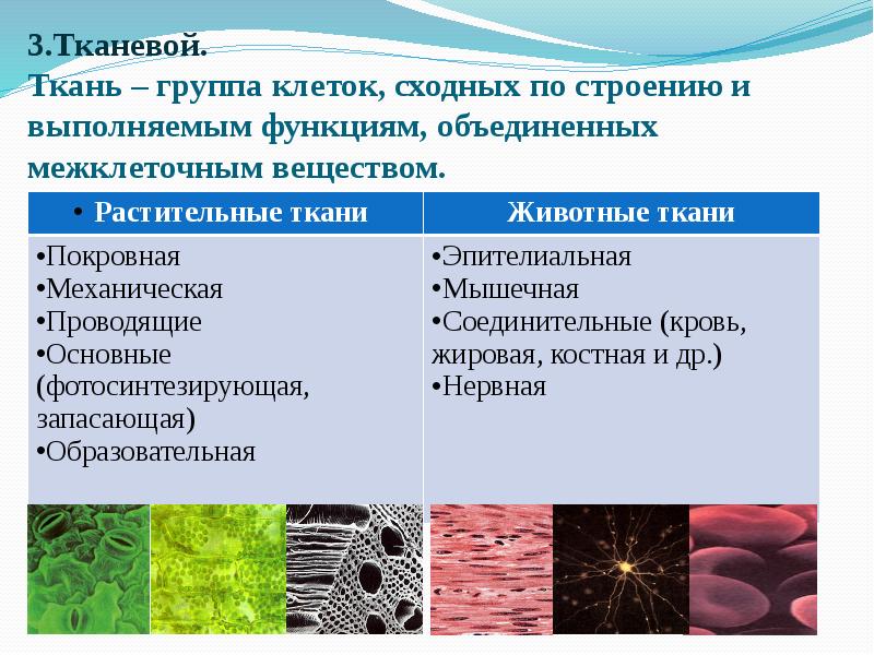 Какой уровень организации живого изображен на рисунке огэ