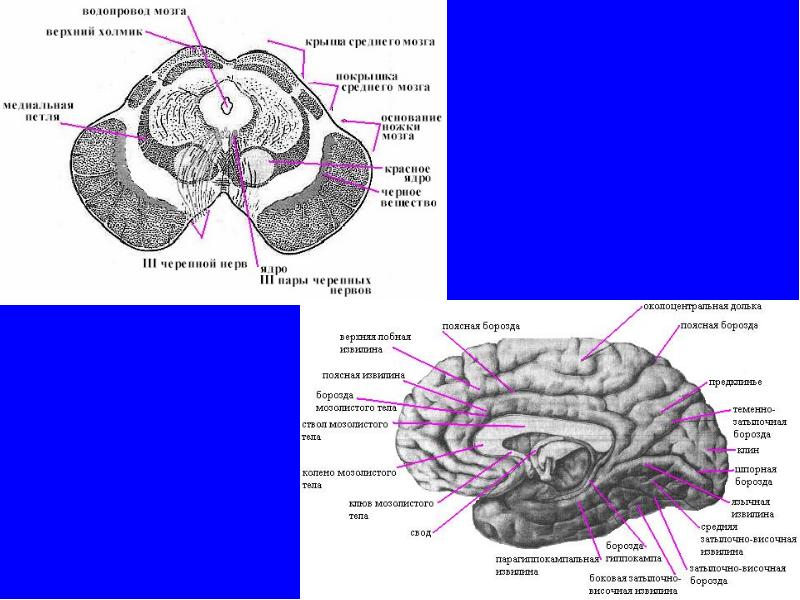 Средний мозг желудочек. Средний мозг СИЛЬВИЕВ водопровод. Желудочки мозга и СИЛЬВИЕВ водопровод. Анатомия среднего мозга на латыни. Мозговой водопровод средний мозг.