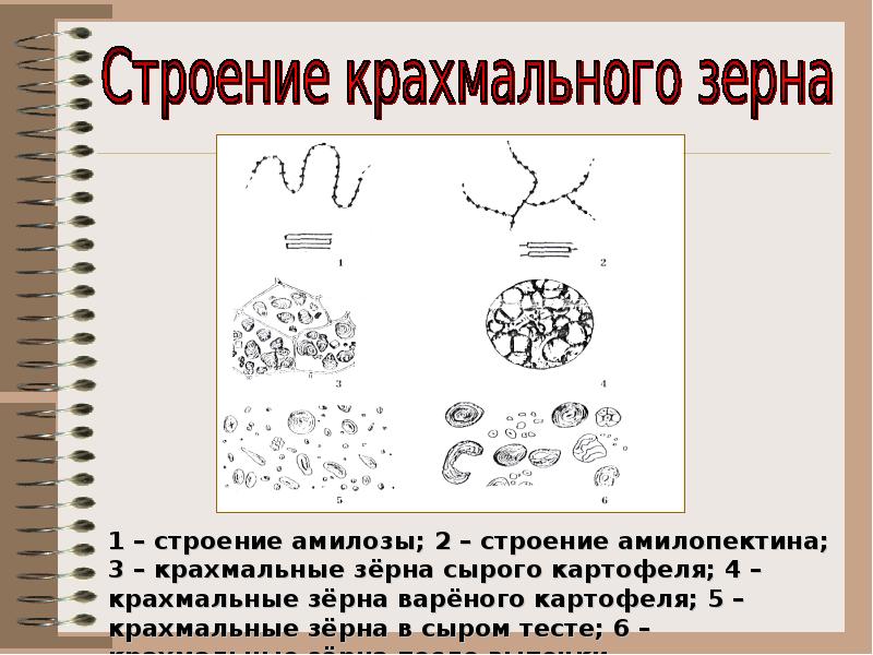 Крахмальные зерна картофеля под микроскопом рисунок с подписями