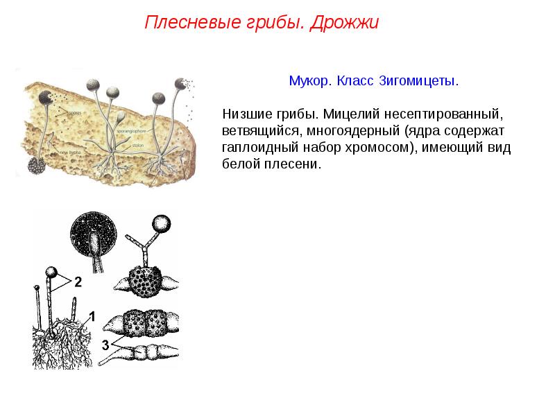 Рассмотрите изображения 6 представителей мира грибов