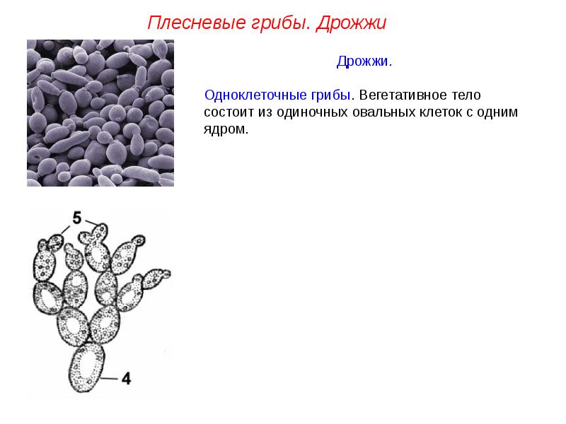 Использование одноклеточных грибов в биотехнологиях презентация 8 класс технология