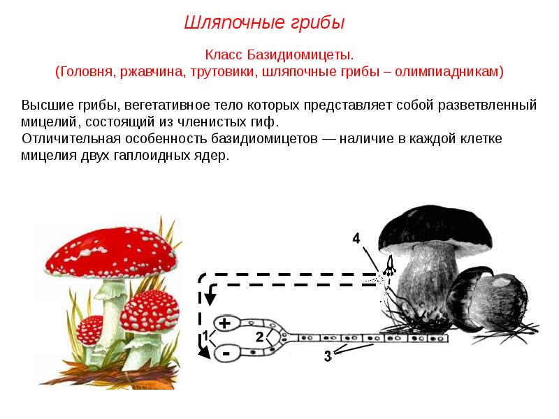 Характеристика царства грибов презентация