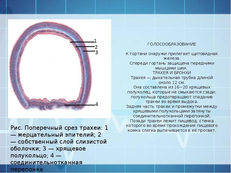 Трахея имеет форму трубки длиной 9