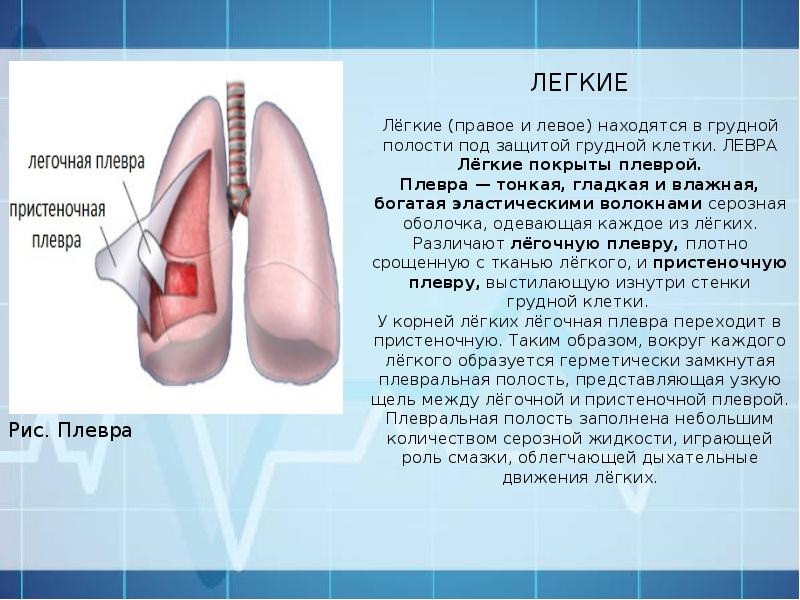 Плевра размеры