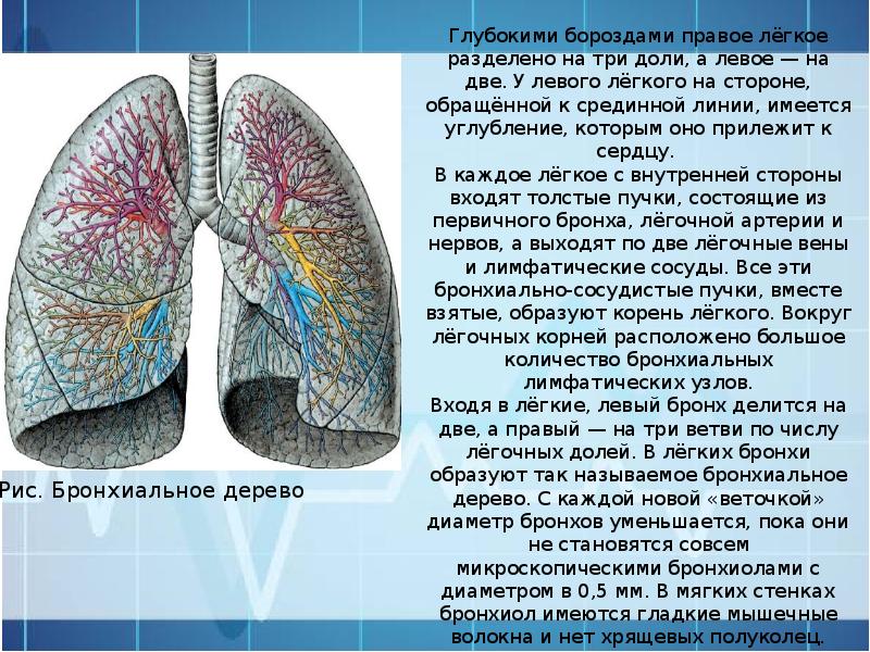 Корень легкого рисунок