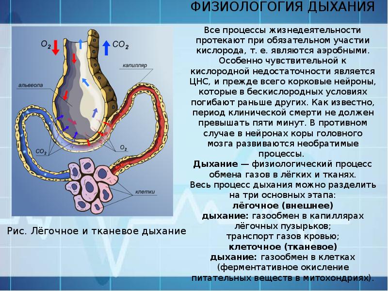 Функции легочных пузырьков