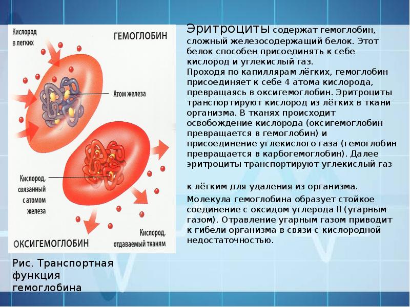 3 клетки содержащие гемоглобин