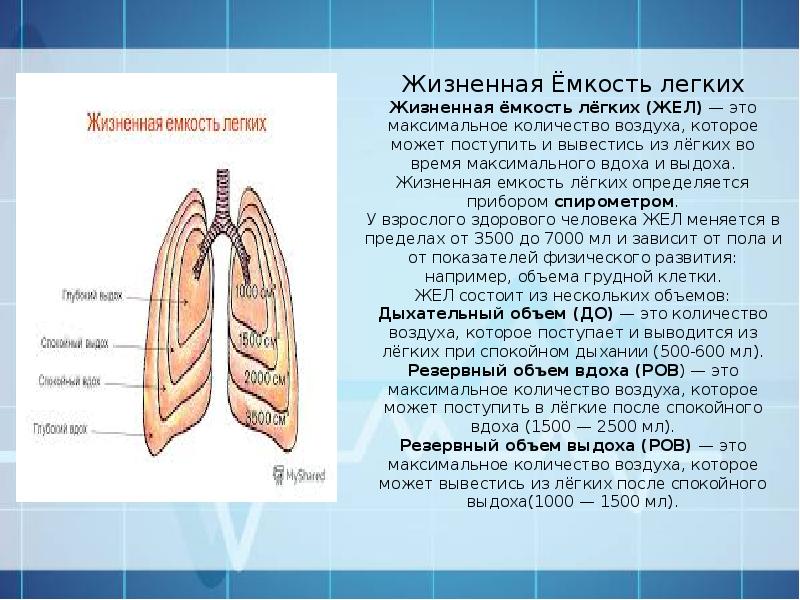 Количество легких. Жизненная ёмкость лёгких. Объем воздуха в легких человека. Легкие жизненная емкость легких. Жизненный объём лёгких.