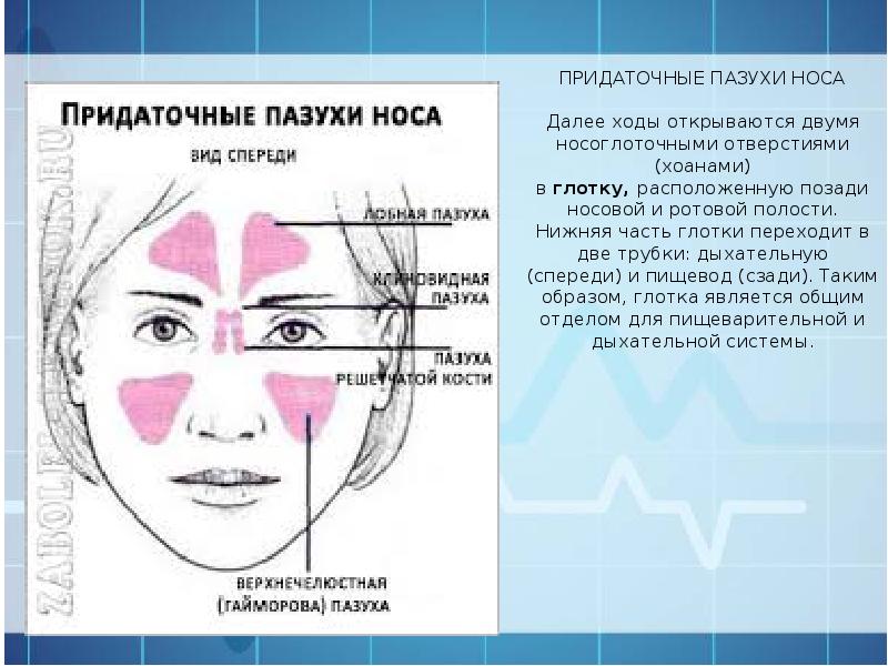 Пазухи носа строение анатомия. Клиновидная пазуха анатомия. Левая основная пазуха. Левая основная пазуха. Околоносовые пазухи, которые открываются в средний носовой ход.