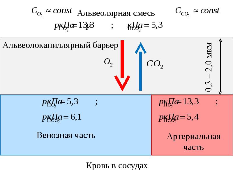 Биомеханика дыхания презентация